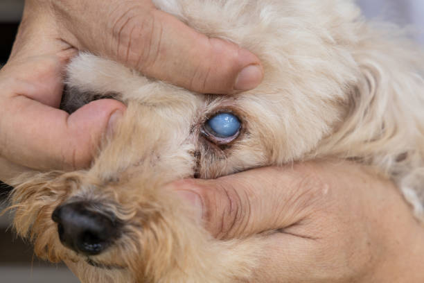 istock Hands embracing toy poodle pet dog that is suffering from advanced eye cataract problem. 2170430834