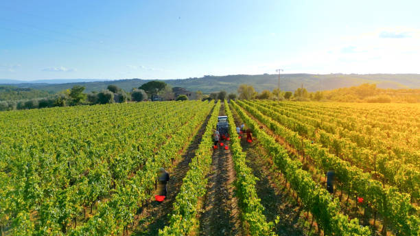 istock Grape harvest in vineyard from drone 2170432763