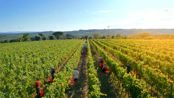 istock Grape harvest in vineyard from drone 2170432771
