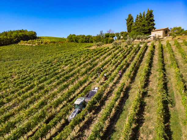 istock Grape harvest in vineyard from drone 2170432779