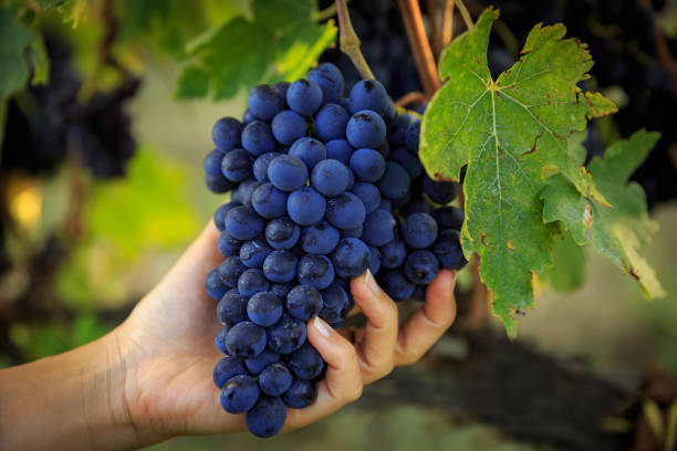 istock Holding bunch of grape in hand 2170432795