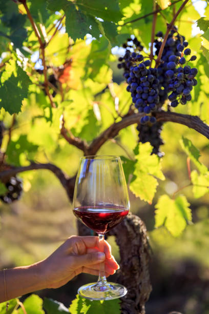 istock Hand Holding wine must glass in vineyard 2170432823