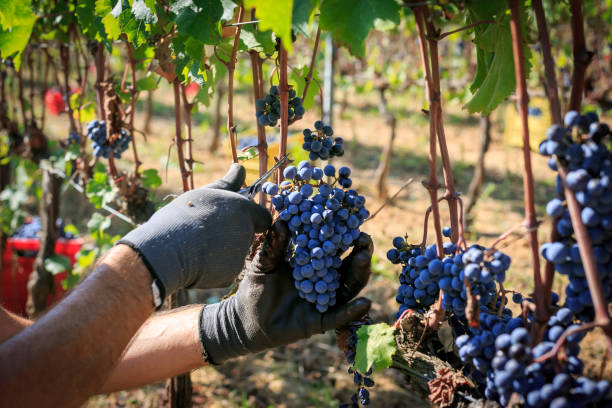 istock Grape harvest, picking bunch of grapes 2170432849