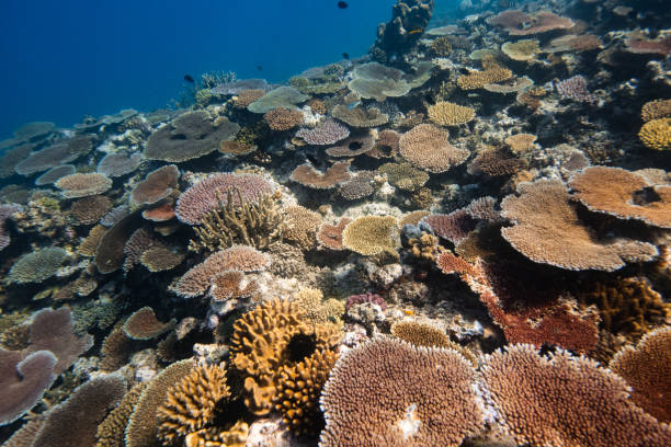 istock Pristine healthy hard coral reef in the south Pacific Ocean 2170433285
