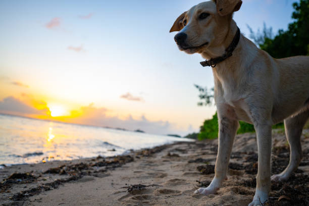 A black and brown dog plays in the shallow water of a turquoise colored tropical sea.  At some stage the brown dog shakes himself dry.