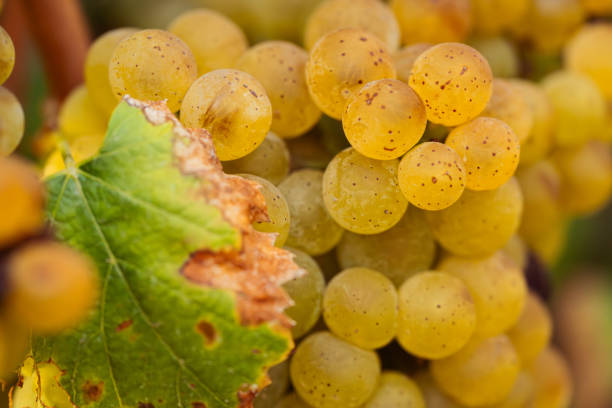 istock White Wine Grapes in Fall at Golden Hour 2170438252