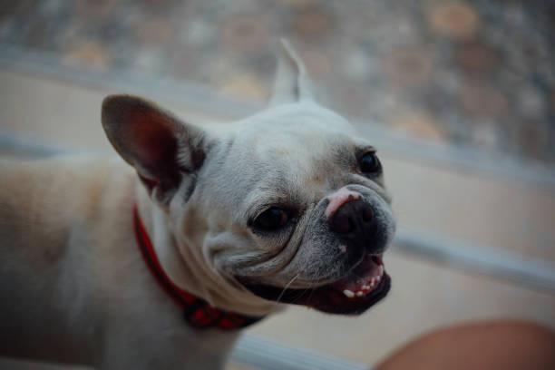 istock cute French bull dog 2170440214