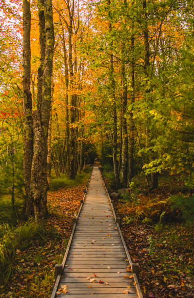 istock Beautiful Nature Fall Foliage Colorful Leaves on Long Boardwalk Path Through Forest. Jesup Trail Acadia National Park New England. Scattered Leaves 2170440293