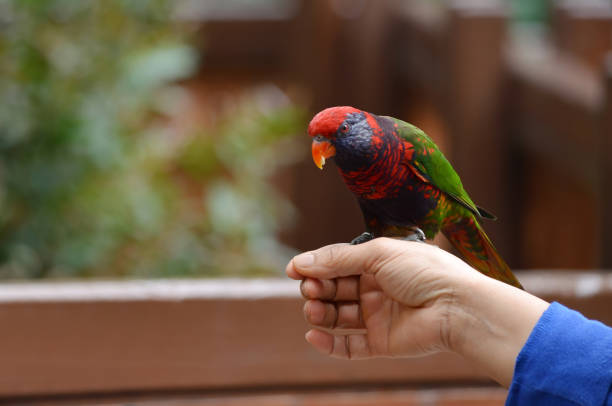 The Loriini is commonly known as Lories or Lorikeets. They are known for their vibrant plumage and specialized brush-tipped tongues, which they use to feed on nectar and soft fruits, especially berries. These birds are native to the Asia-Pacific region, including southeastern Asia, Polynesia, Papua New Guinea, Timor Leste and Australia.