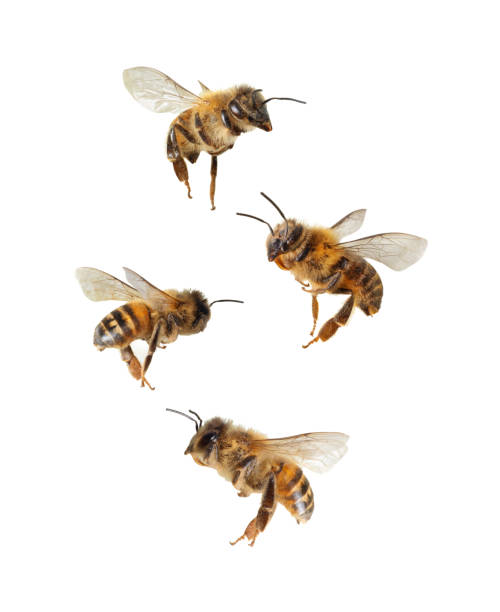 Flying bees in the air close up isolated on a white background