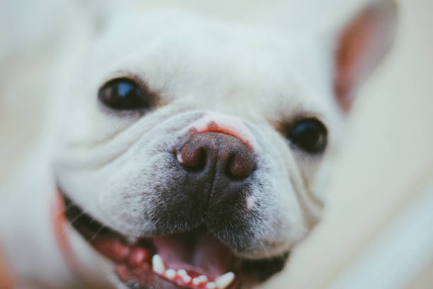 istock cute French bull dog 2170445895