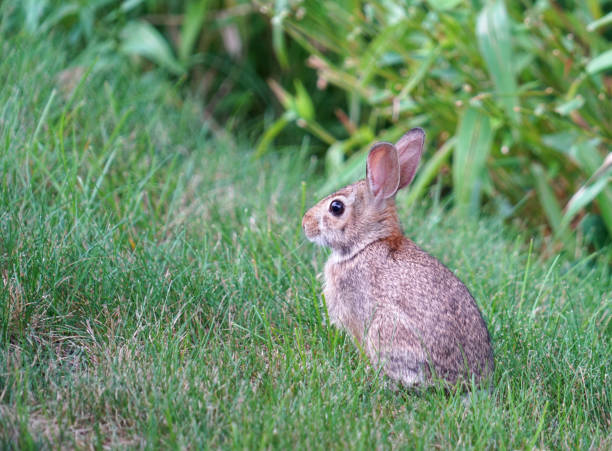 istock close up on wild rabbit on the lawn 2170446187