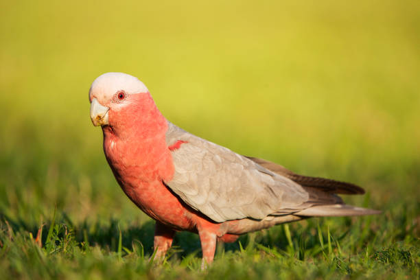 The galah, less commonly known as the pink and grey cockatoo or rose-breasted cockatoo, is an Australian species of cockatoo and the only member of the genus Eolophus.