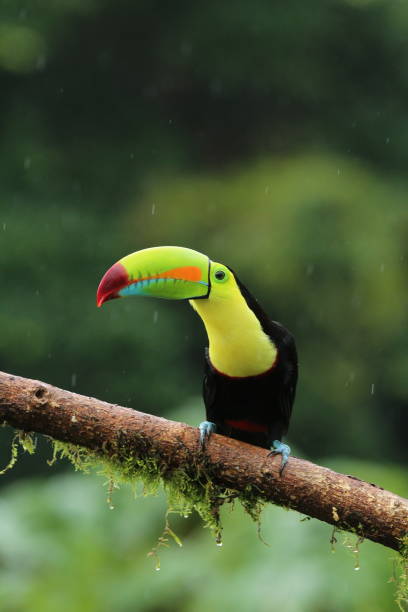 istock Keel-billed toucan (Ramphastos sulfuratus) from Costa Rica during rainfall 2170449372