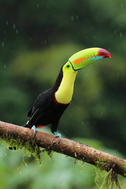 istock Keel-billed toucan (Ramphastos sulfuratus) from Costa Rica during rainfall 2170449373