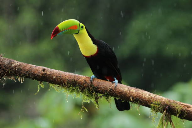 istock Keel-billed toucan (Ramphastos sulfuratus) from Costa Rica during rainfall 2170449385