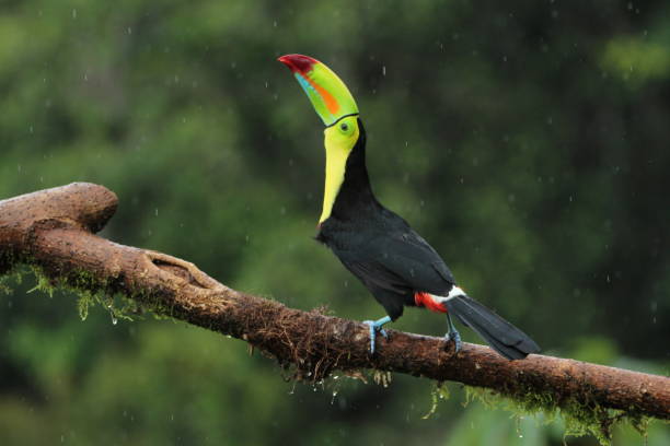 istock Keel-billed toucan (Ramphastos sulfuratus) from Costa Rica doing a call 2170449928