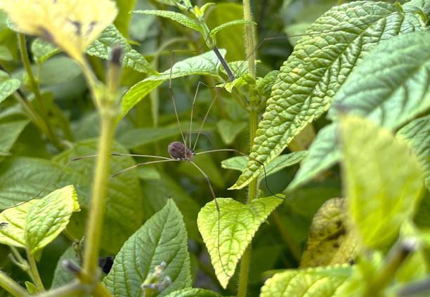 Photo of an eastern harvestman among some leaves