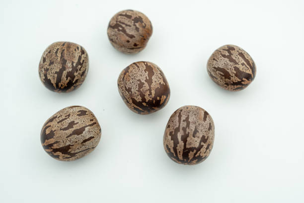 Castor seeds on white background. Ricinus communis, the castor bean or palma christi is a species of perennial flowering plant in the spurge family. Many Ayurvedic medicines are made from its oil.