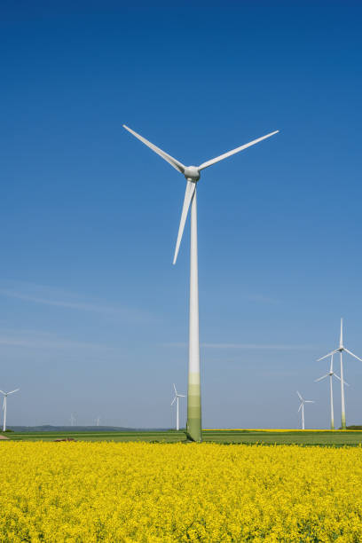 istock Modern wind energy plants and yellow canola fields 2170452383