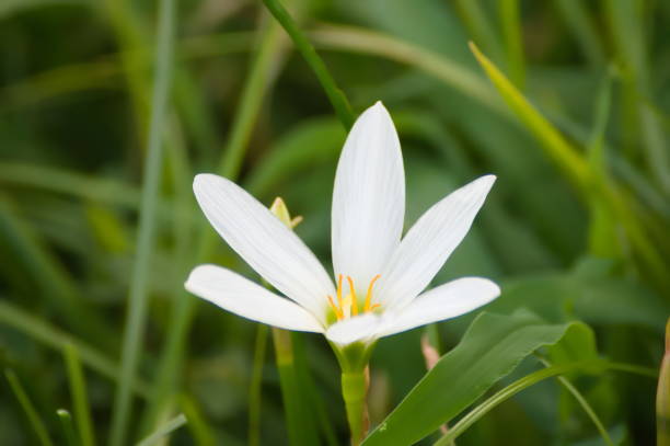 istock A cluster of pretty Zephyranthes 2170453907
