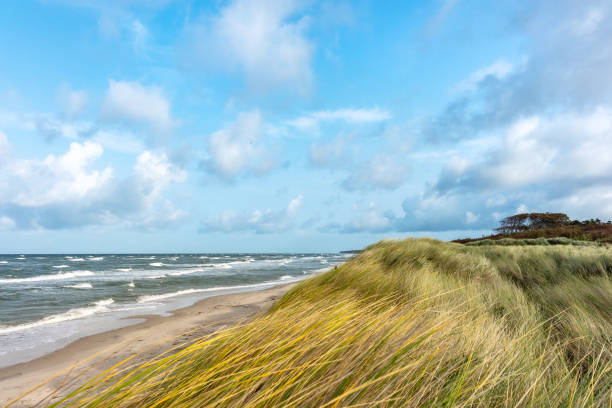 On Dune with marram Grass in foreground