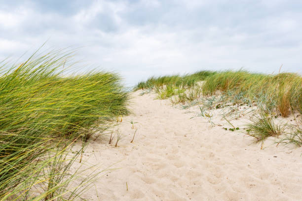 istock Scenic Baltic Sea Beach with Dunes and Grassy Coastline 2170456473