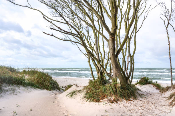 Picture of a tranquil Baltic Sea beach showcasing sandy dunes and a forested coastline, perfect for nature lovers seeking contemplation and serenity by the sea.