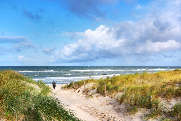 A picturesque view of a Baltic Sea beach with sandy dunes and a lush forested coastline under a vibrant blue sky.