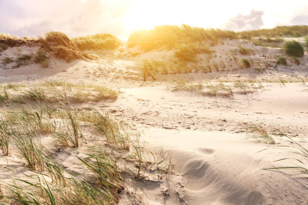Breathtaking view of the Baltic Sea beach showcasing sand dunes and a forested coastline under a bright sky. A serene and natural coastal landscape.