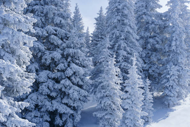 Frosted Snowy Trees Vail Colorado Winter Wonderland - Scenic forest of trees caked with fresh snow in subtle sunlight just after storm clears. Landscape scenic winter views in the Rocky Mountains.