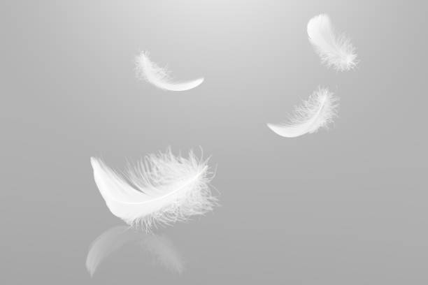 istock Abstract White Bird Feathers Falling in The Air. Fluffy Downy, Softness of Feathers floating in Heavenly. Feathers on Gray Background. 2170458314