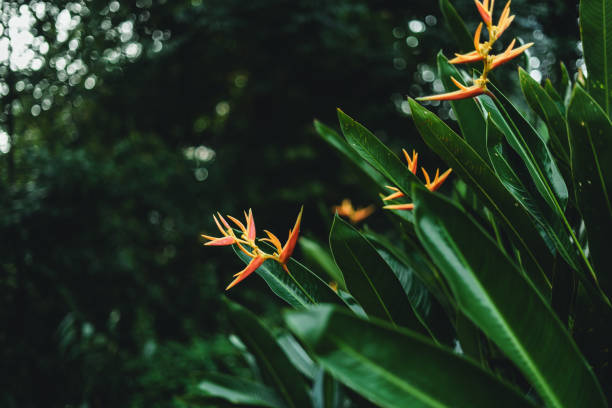 A bird of paradise flower (Strelitzia reginae), originally native to South Africa but widely regarded as a symbol of the Canary Islands, photographed in Parque García Sanabria in Santa Cruz on the Spanish island of Tenerife.