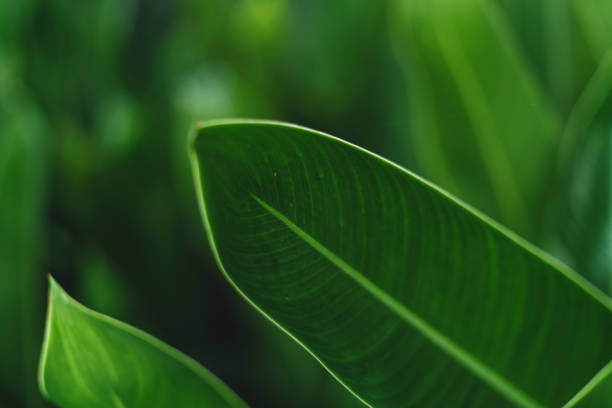 Nature of dark green leaf in garden. Natural green