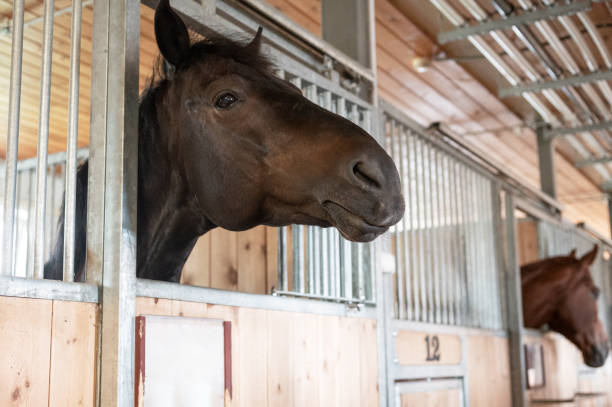istock Horse standing in a stall in the modern stable. 2170460902