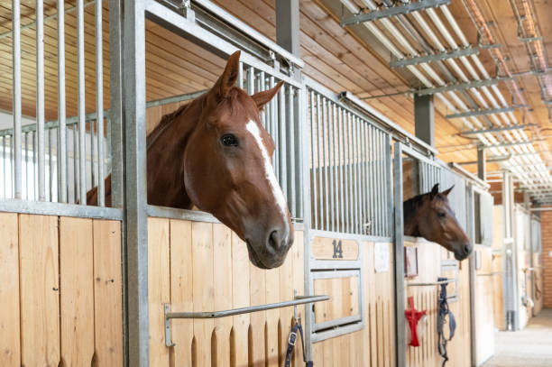 istock Horse standing in a stall in the modern stable. 2170460906