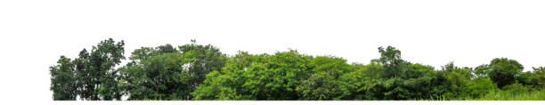 istock Green Trees isolated on white background. are Forest and foliage in summer for both printing and web pages 2170461632