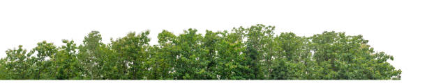 istock Green Trees isolated on white background. 2170461750