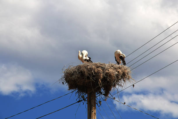 Stork bird in the nest on a pole, Bulgaria