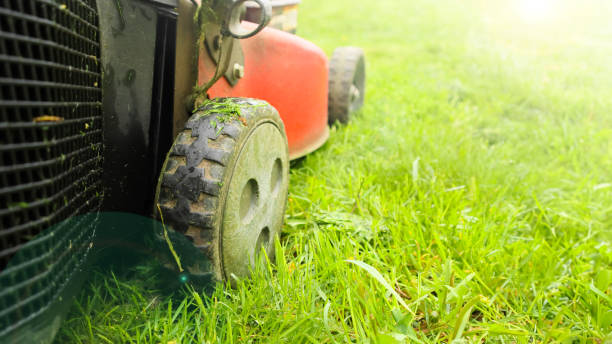 istock Lawn mower cutting green grass low angle shot with selective focus 2170462260