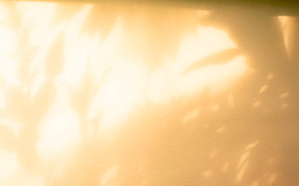 istock Autumn backgrund summer yellow overlay abstract summer sun shadow leaf white gradient color blur room cement floor wall backdrop mockup product beauty cosmetic presentation minimal empty card. 2170462922