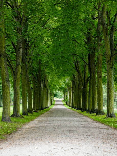 istock Avenue of trees 2170463020
