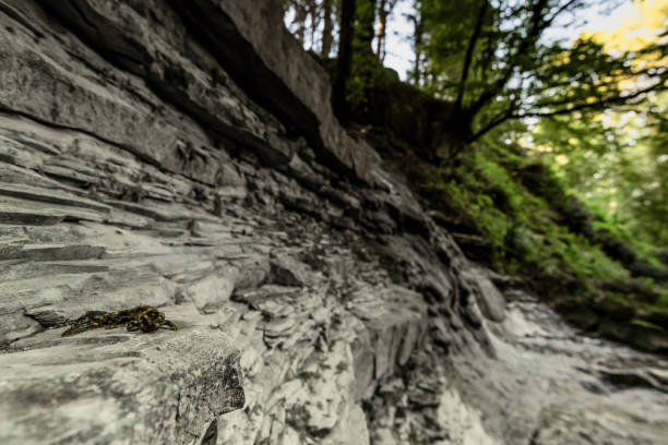 A blurred nature background with a sharp image of a rock in the foreground. Ready mockup.