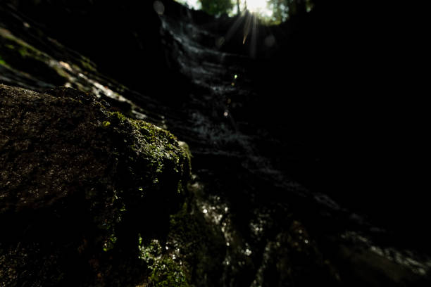 amphibian into the dark side of the woodland