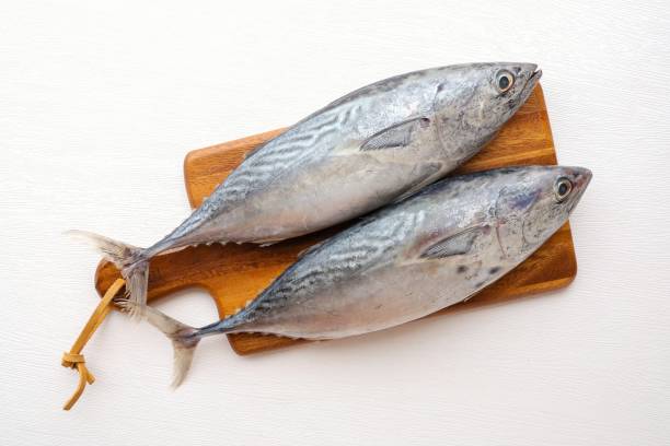istock Fresh fish, uncooked fish, fresh longtail tuna fish on white background 2170465217