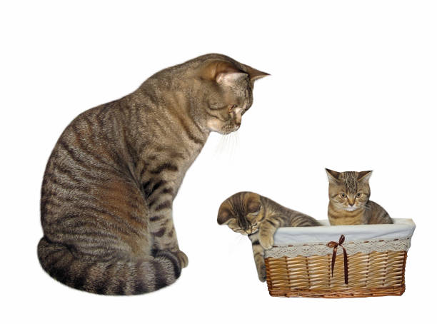 istock Cat looks at basket with kittens 2170467520