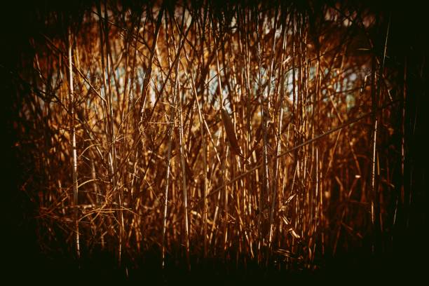 reeds as a background texture on the river bank