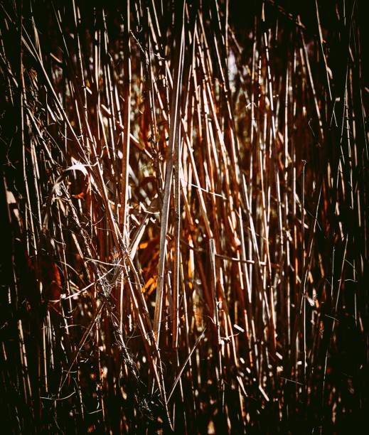 istock reeds as a background texture on the river bank 2170467648