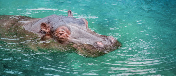 istock Hippo head in the water. 2170468911