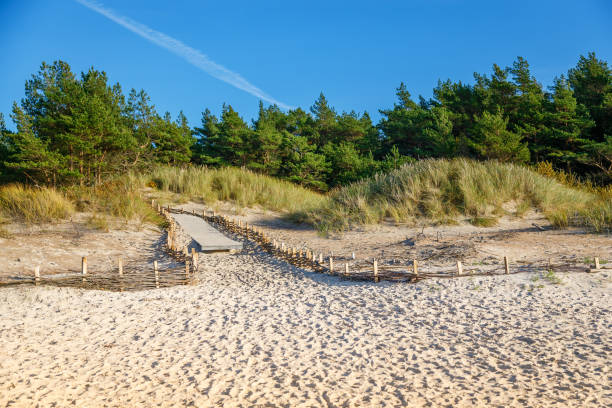 istock A beautiful beach in Palanga, Lithuania, featuring sandy dunes with tall grasses and a forest with pine trees 2170469636
